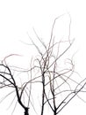 Dry tree branches isolated