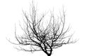 Dry tree branches isolated on white background Royalty Free Stock Photo