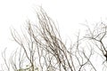 Dry tree branches on isolated white background Royalty Free Stock Photo