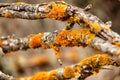 Dry tree branches with moss texture Royalty Free Stock Photo