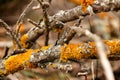 Dry tree branches with moss texture Royalty Free Stock Photo