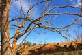 Dry tree branches with moss texture Royalty Free Stock Photo