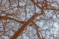 Dry tree branches seen from below.