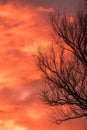 Sunset with dry branches against a fiery sky Royalty Free Stock Photo