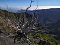 Dry tree in the mountains