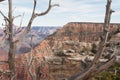 Dry tree in the canyon Royalty Free Stock Photo