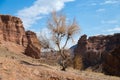 Dry tree in a canyon Royalty Free Stock Photo