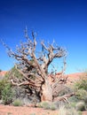 Dry tree in Canyonlands