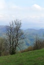 A dry tree on a Carpathian hill