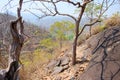 Dry tree on cliff or mountain with blue sky at Op Luang National Park, Hot, Chiang Mai, Thailand. Hot weather and arid. Royalty Free Stock Photo