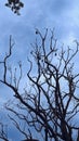 Dry tree clouds sky vampire Royalty Free Stock Photo