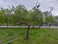 Dry tree with crooked branches in city park during rain Royalty Free Stock Photo