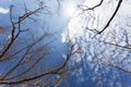 Dry tree or dead tree branches on blue sky background. Royalty Free Stock Photo