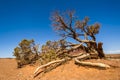 Dry tree in Desert in American South West