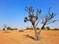 dry tree in desert fields without leaves
