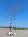 Nature Dry Tree Desert Gumuk Pasir Jogjakarta Royalty Free Stock Photo