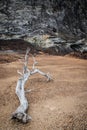 Dry tree in desert landscape due to deforestation and human activity