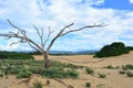 Dry tree at the Desert of Medanos de Coro, Venezuela