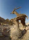 Dry tree in the desert in the shape of a walking man with horns Royalty Free Stock Photo