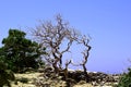 Dry Tree