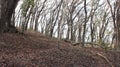 Dry tree fall season creepy forest with many fallen leaves