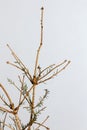 Dry tree with fallen needles
