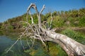 Dry tree fallen into the river with clumsy branches. Dry tree in a dirty river