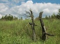 Dry tree in the field near the forest