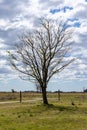 Dry tree in the field. symbol of drought and global warming