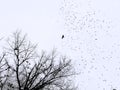 dry tree and flock of black birds in the overcast sky, bw photo