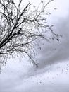 dry tree and flock of black birds in the overcast sky. BW