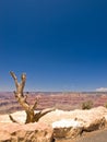 Dry Tree in Grand Canyon Royalty Free Stock Photo