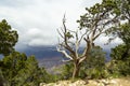 Dry tree at Grand Canyon Royalty Free Stock Photo