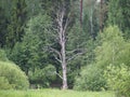 Dry tree in a green forest. Royalty Free Stock Photo