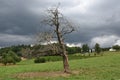 Dry tree in the green meadow with forest and houses in background with overcast sky.