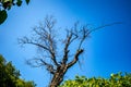 Dry tree in a green spring forest with lush green Royalty Free Stock Photo