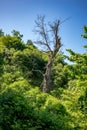 Dry tree in a green spring forest with lush green Royalty Free Stock Photo