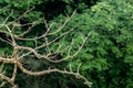 Dry tree in a green spring forest with lush green Royalty Free Stock Photo