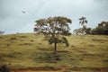 Dry tree growing in the middle of a green field in the countryside Royalty Free Stock Photo