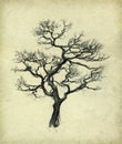 Dry tree