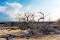 Dry Tree on Hawaii\'s Lifeless Coastline Royalty Free Stock Photo