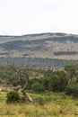 Dry tree and hill. Savanna landscape. Masai Mara