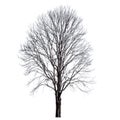dry tree isolate on white Royalty Free Stock Photo