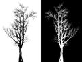 Dry tree isolated vector