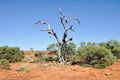 Dry tree in Kings canyon (Australia) Royalty Free Stock Photo