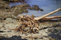 Dry tree knocked down by the tide, showing its roots in the sand of the beach amid sea stones