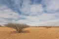 Dry tree known as espinheira in iona natural park. Angola Cunene.