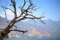 Dry tree and lake Atitlan and mountain range at the background Royalty Free Stock Photo