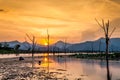 Dry tree with lake and mountain in sunset Royalty Free Stock Photo