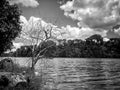 Dry tree in the lakeshore against cloudy sky in black and white